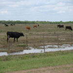 Llovió pero no lo suficiente.