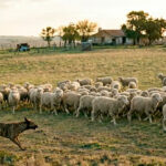 Reclaman acciones para controlar las jaurías de perros