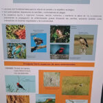 Muestra de observadores de aves