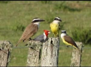 4 PAJAROS