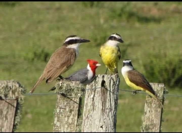 4 PAJAROS